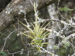 Tillandsia achyrostachys