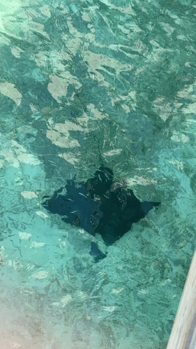 Aetobatus ocellatus
