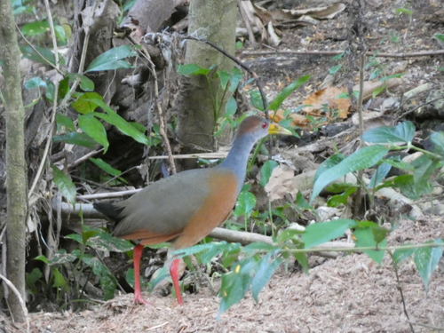 Russet-naped Wood Rail (Aramides albiventris), photo 4
