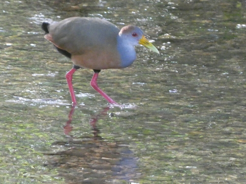 Russet-naped Wood Rail (Aramides albiventris), photo 3
