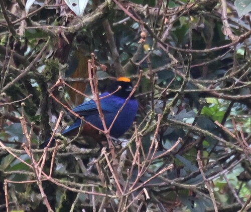 Golden-crowned Tanager (Iridosornis rufivertex), photo 4