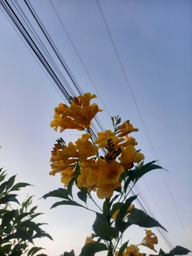 yellow trumpet flower