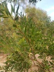 Acacia longifolia sophorae