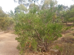 Acacia longifolia sophorae