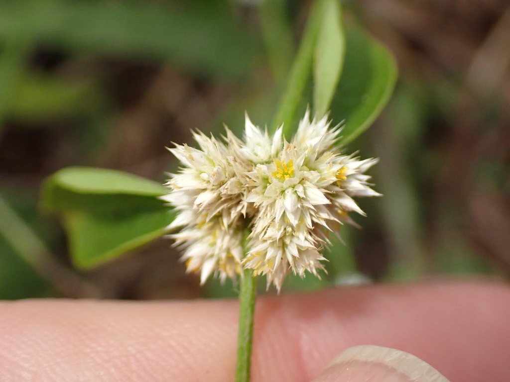 Dệu đỏ – Alternanthera ficoidea