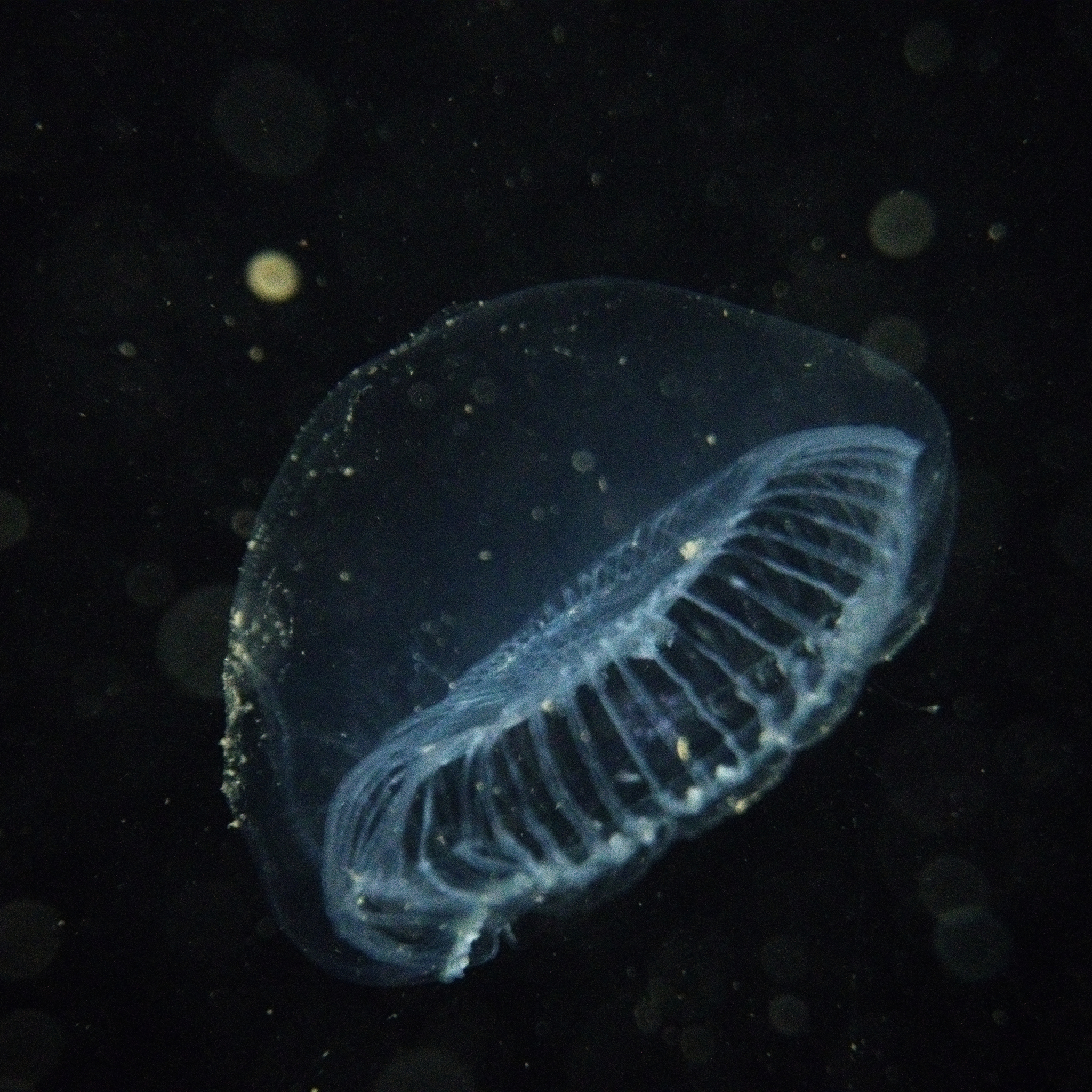 Aequorea victoria (Murbach & Shearer, 1902)