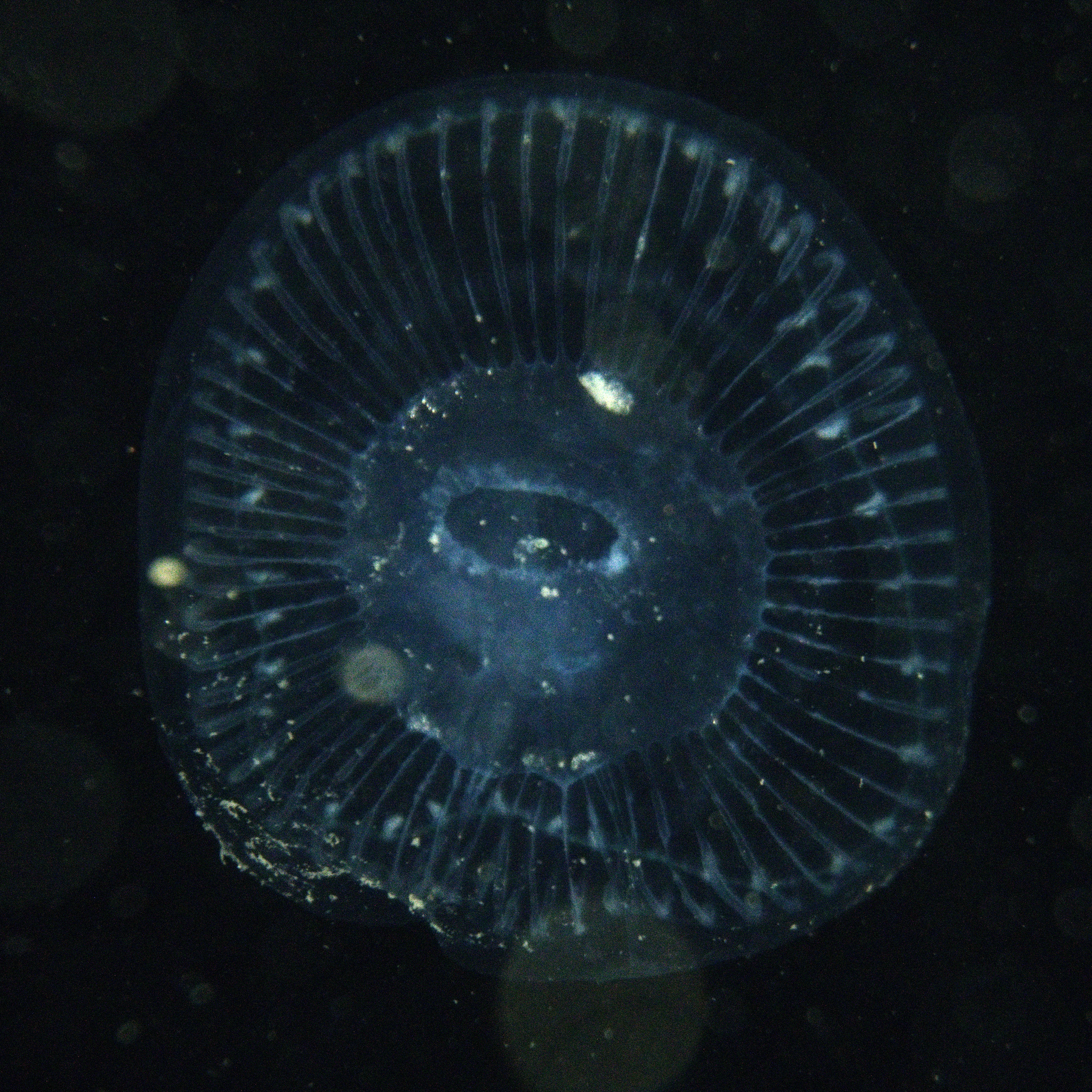 Aequorea victoria (Murbach & Shearer, 1902)