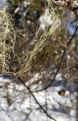 Bryoria pseudofuscescens