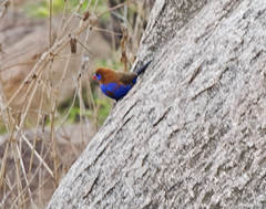 Granatina ianthinogaster