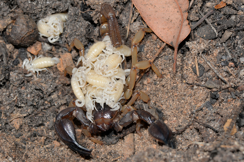 Coastal Robust Scorpion photo 3