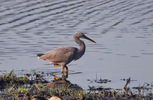 Pacific Reef Heron