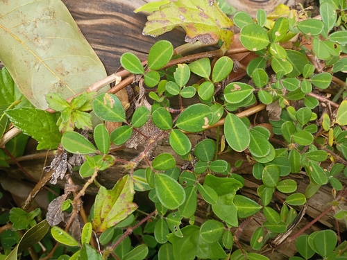 Grona heterophylla observed 2026-01-21