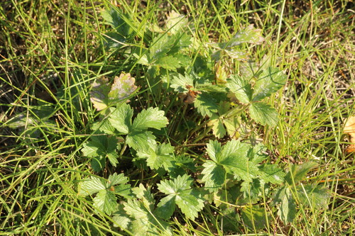 Intermediate Cinquefoil (Potentilla intermedia)