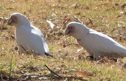 Long-billed Corella (Cacatua tenuirostris), photo 4