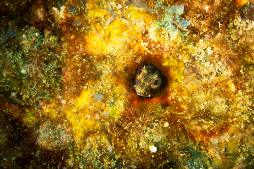 Slankstekel-slijmvis (Acanthemblemaria exilispinus) — Chaenopsidae — 2
