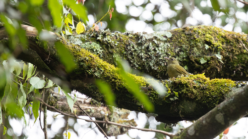 iNaturalist image