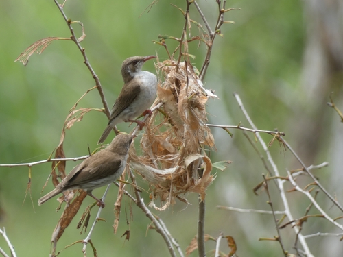 Brown-backed Honeyeater (Ramsayornis modestus)