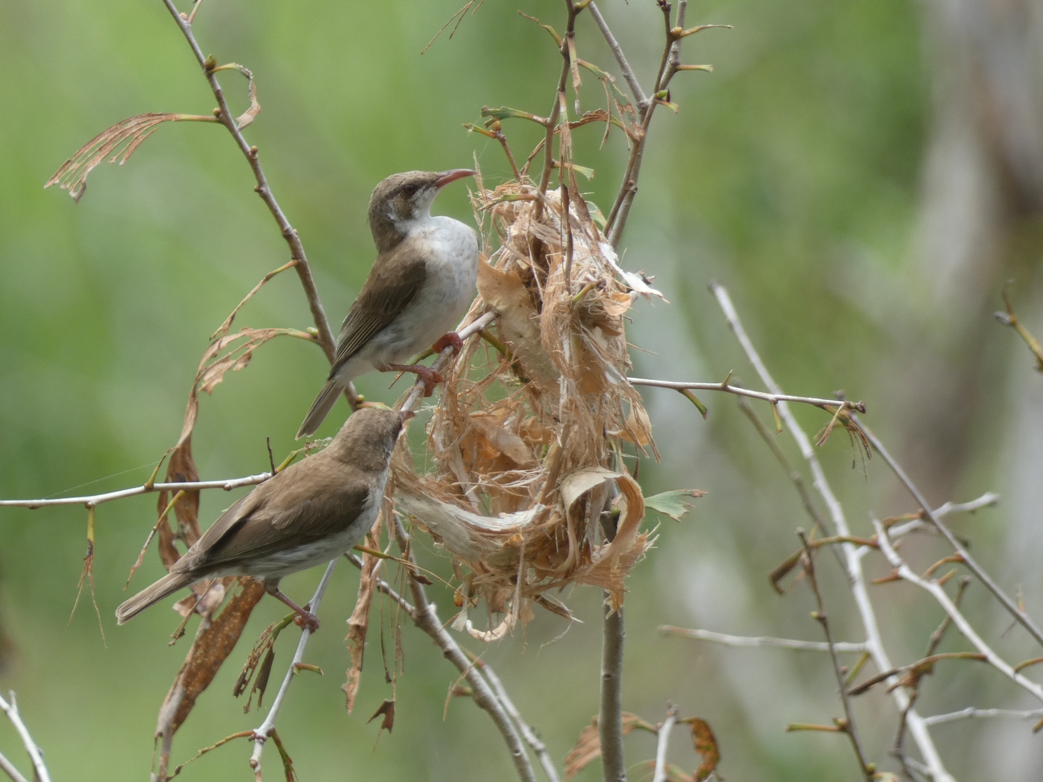 Brown-backed Honeyeater (Ramsayornis modestus), photo 1