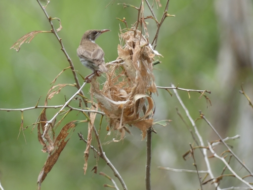 Brown-backed Honeyeater (Ramsayornis modestus), photo 6