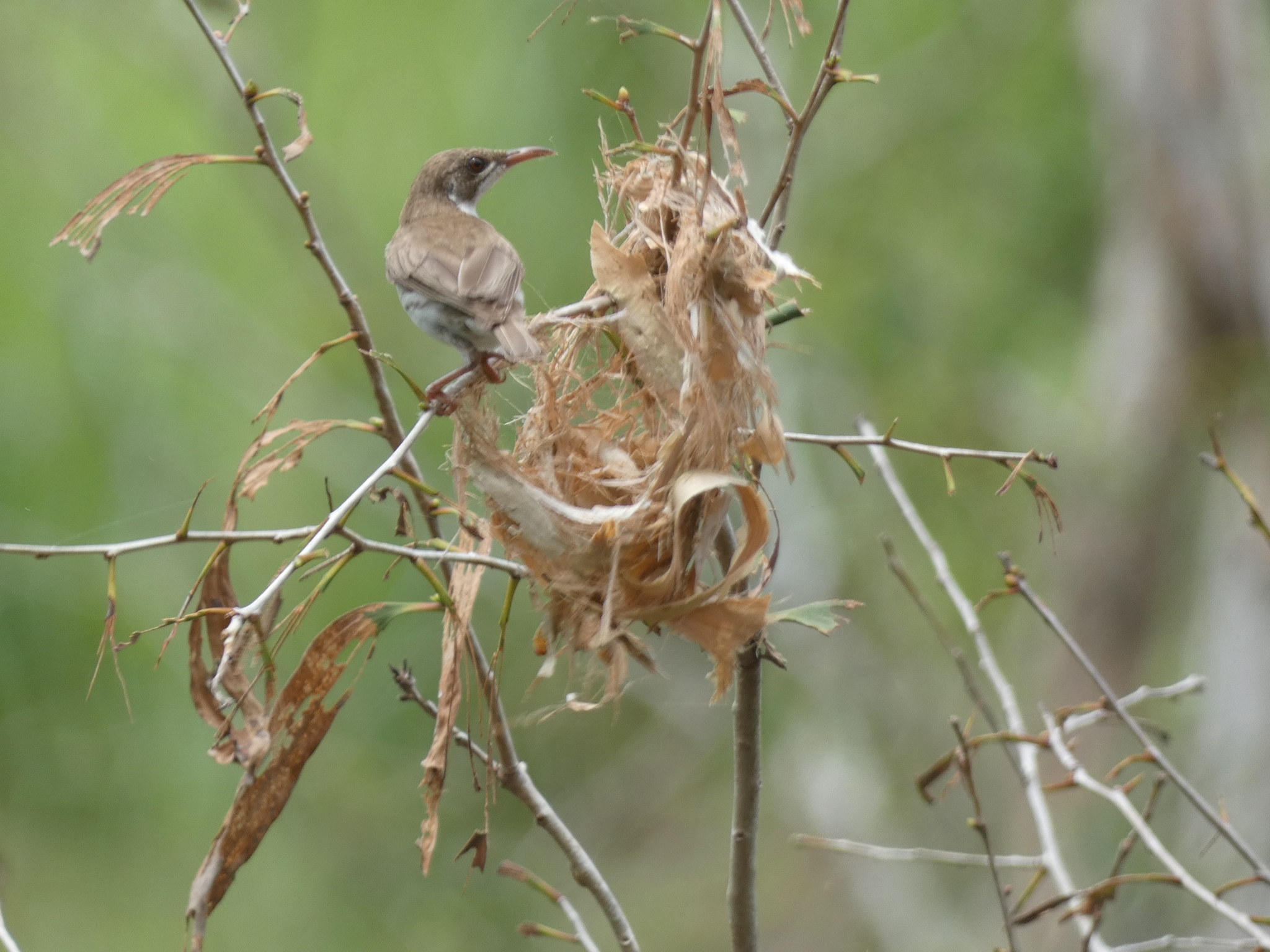 Brown-backed Honeyeater (Ramsayornis modestus), photo 6