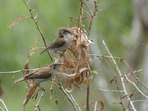 Brown-backed Honeyeater (Ramsayornis modestus), photo 2