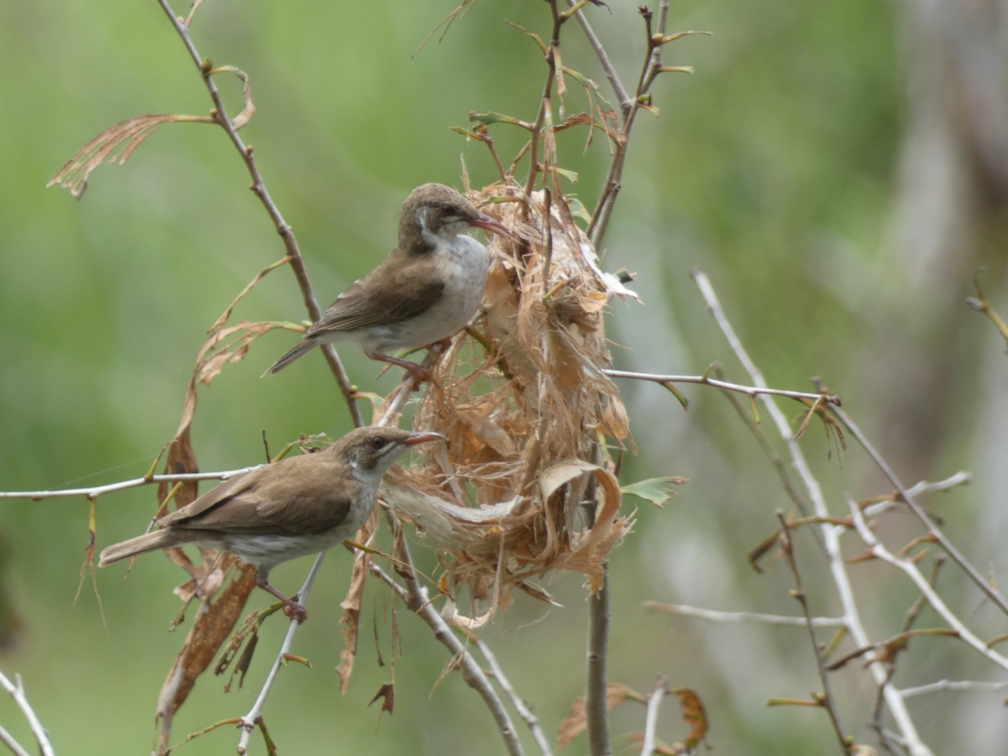 Brown-backed Honeyeater (Ramsayornis modestus), photo 2