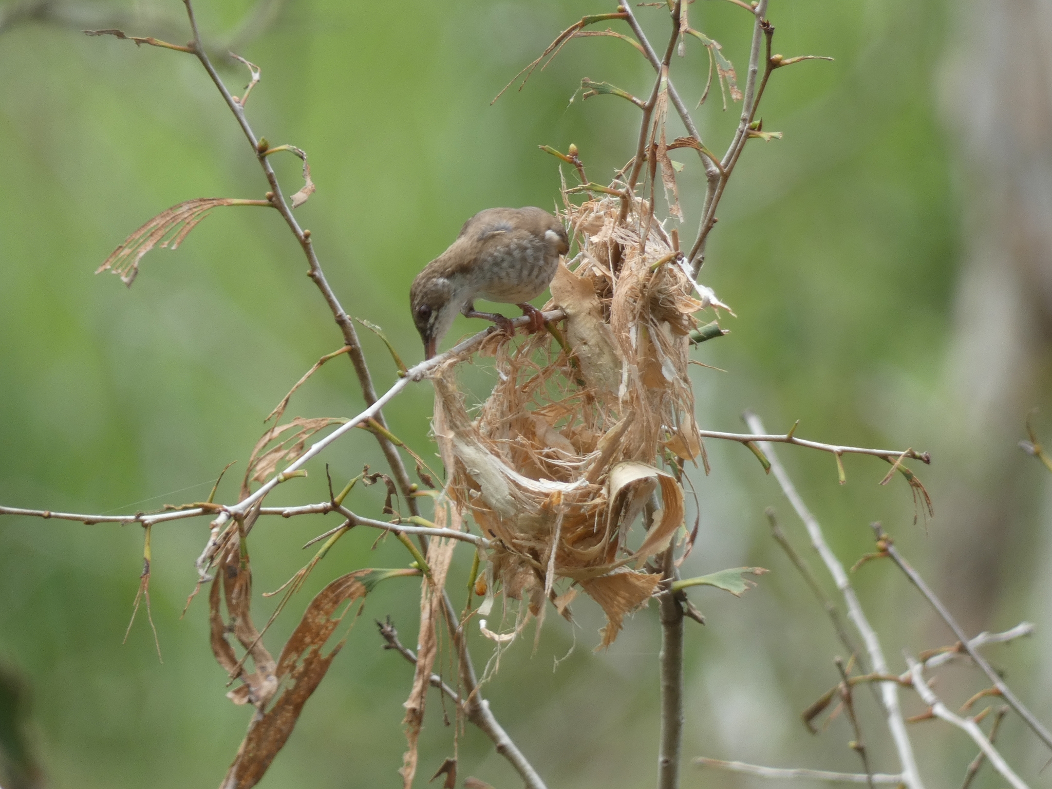 Brown-backed Honeyeater (Ramsayornis modestus), photo 7