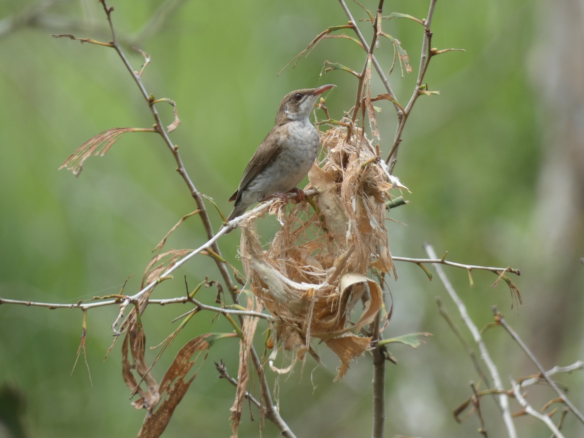 Brown-backed Honeyeater (Ramsayornis modestus), photo 8