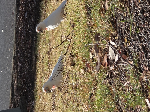 Long-billed Corella (Cacatua tenuirostris), photo 5