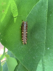 Battus polydamas