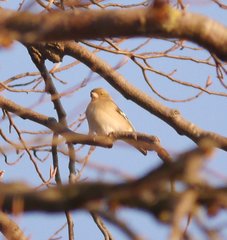 Fringilla coelebs coelebs