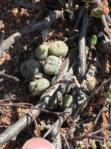 Egg Buttons (Conophytum uviforme)