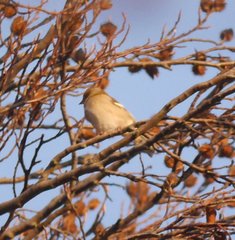 Fringilla coelebs coelebs