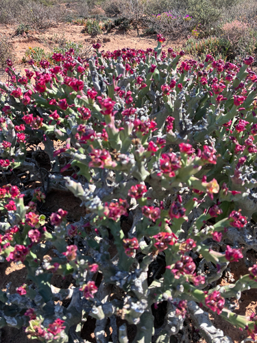 Euphorbia hamata, photograph 4