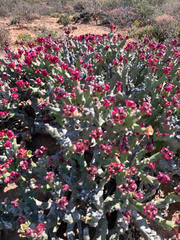 author not stated, no rights reserved Euphorbia hamata, photograph author not stated, no rights reserved