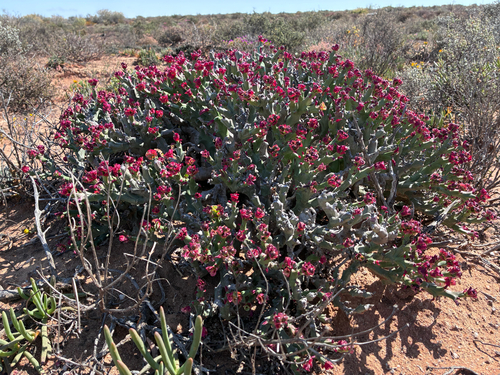 Euphorbia hamata, photograph 5