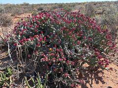 author not stated, no rights reserved Euphorbia hamata, photograph author not stated, no rights reserved