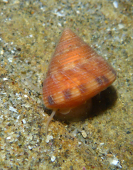 Calliostoma gloriosum