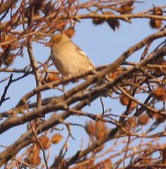 Fringilla coelebs coelebs