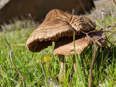 Volvopluteus gloiocephalus