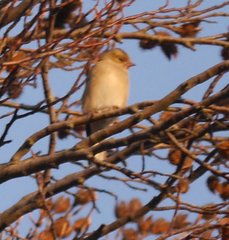 Fringilla coelebs coelebs