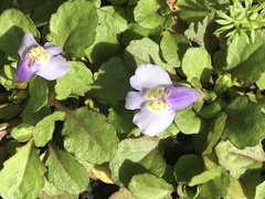 Mazus pumilus
