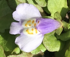 Mazus pumilus