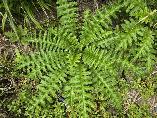 Okinawa Thistle (Cirsium brevicaule)