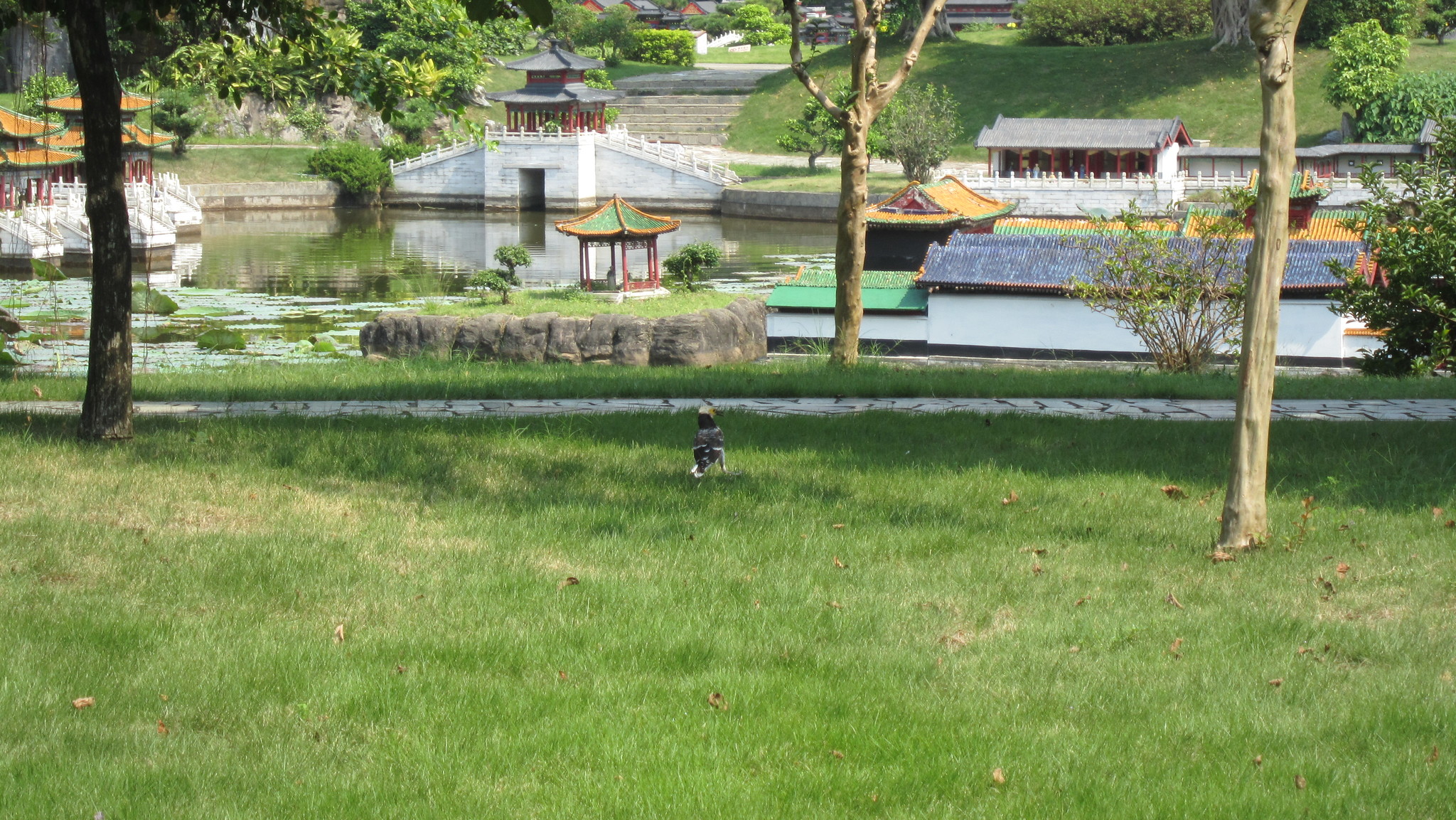 Black-collared Starling