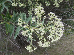 Critoniopsis