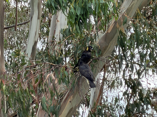 Yellow-tailed Black Cockatoo (Zanda funerea), photo 4