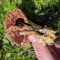 Volvopluteus gloiocephalus