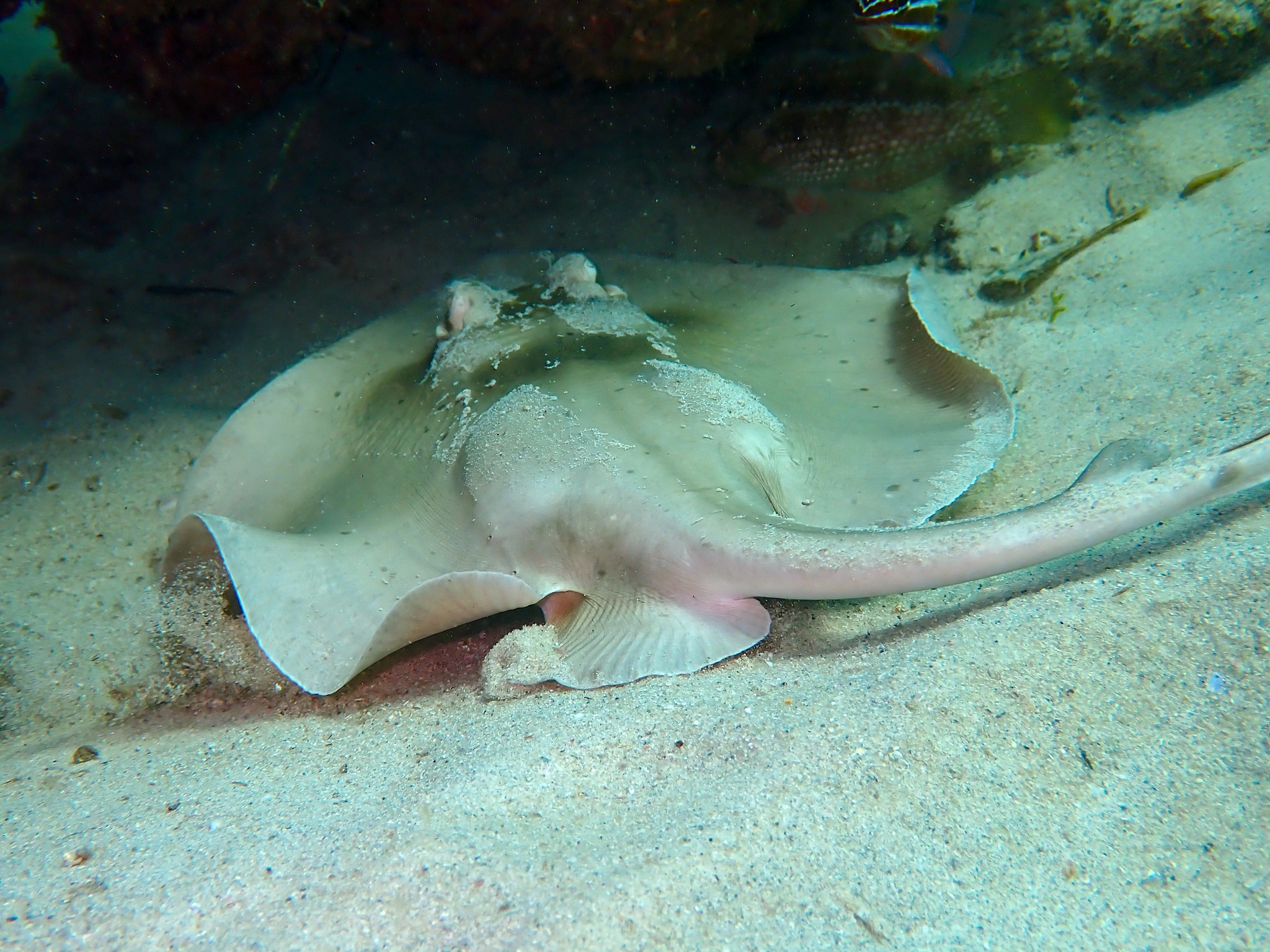 Masked Stingaree photo 7
