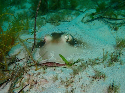 Masked stingaree (Trygonoptera personata) — Urolophidae — 2